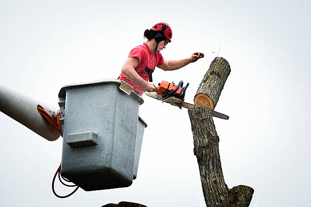  Smith Center, KS Tree Care Pros